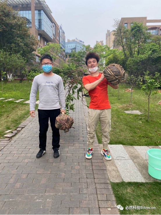 搬运树苗